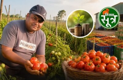 kisan amit jain success story hybrid tomato farming
