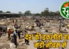 MP की इस मंडी में लगती है फूल-पत्ती, छाल, कांटे और जड़ों की बोली