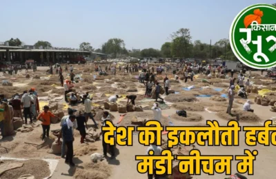 MP की इस मंडी में लगती है फूल-पत्ती, छाल, कांटे और जड़ों की बोली