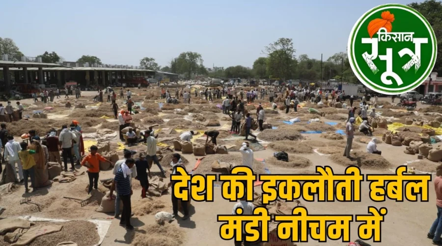 MP की इस मंडी में लगती है फूल-पत्ती, छाल, कांटे और जड़ों की बोली