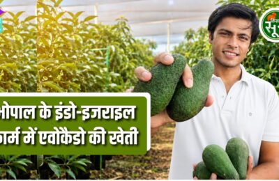 mp avacado farming