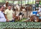 बकरी पालन