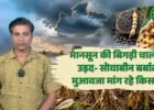 फसल बर्बाद