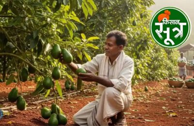 avocado-price-benefits-farming-india