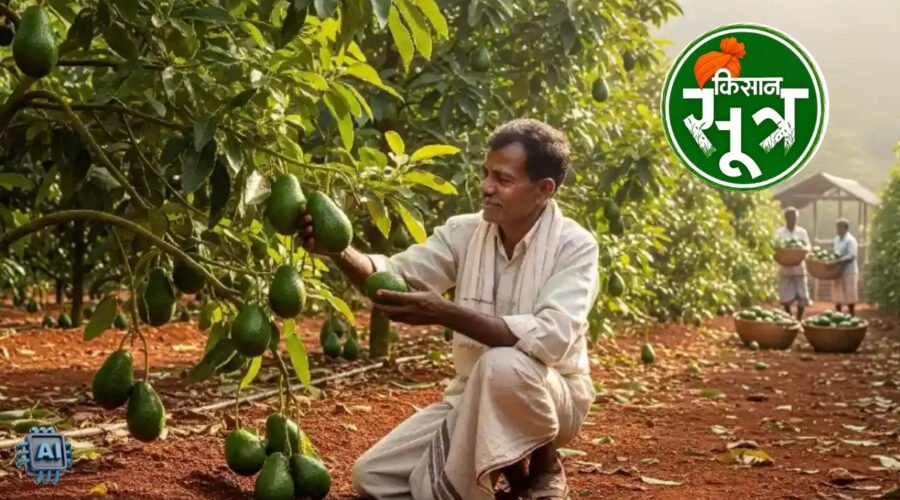 avocado-price-benefits-farming-india