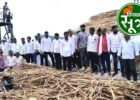 गन्ने का भाव