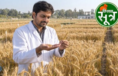 गेहूं की किस्म