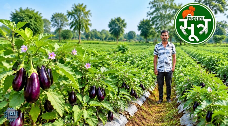 ग्राफ्टेड बैंगन