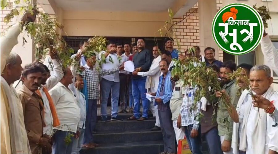 सोयाबीन