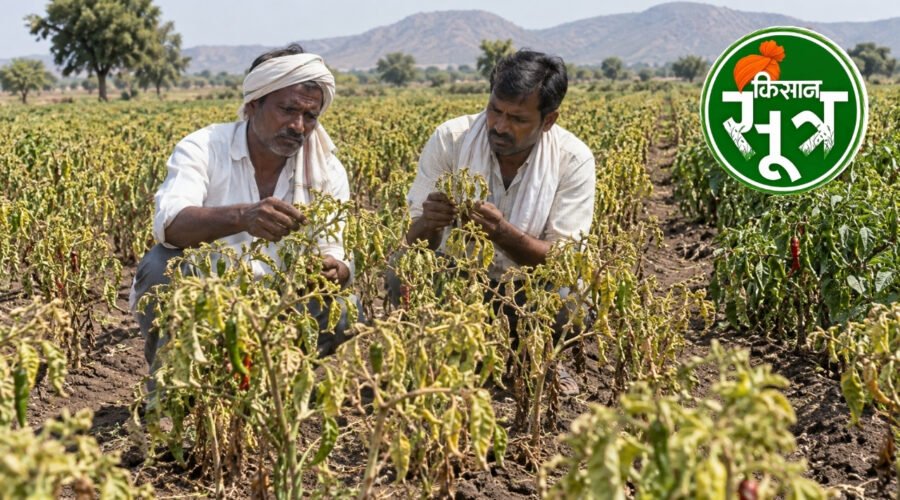 मिर्च में वायरस