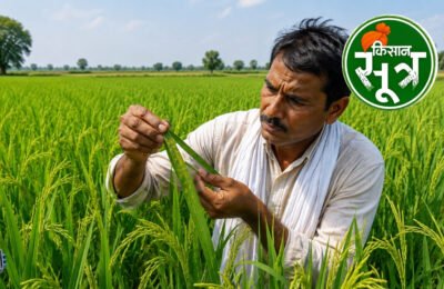 paddy-pest-alert-icar-advisory