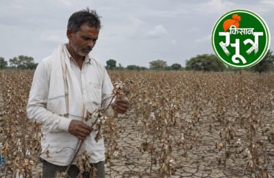 pandhurna-cotton-crop-damage-survey