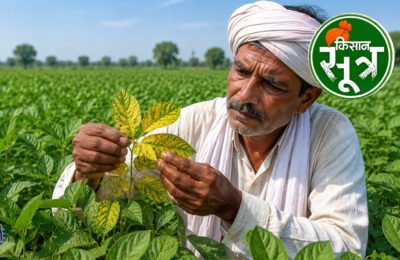 soybean-yellow-mosaic-disease-prevention