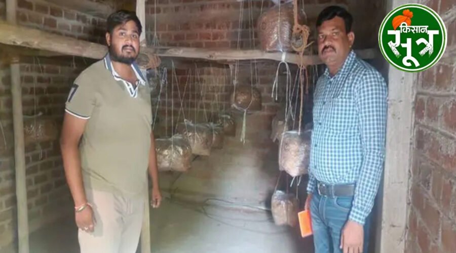 मशरूम