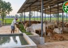 गौधाम