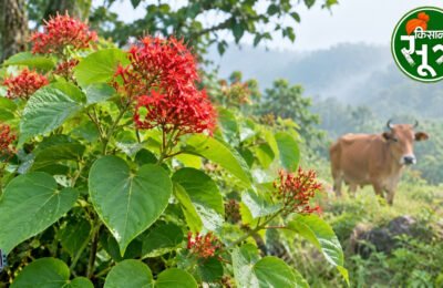 औषधीय पौधा