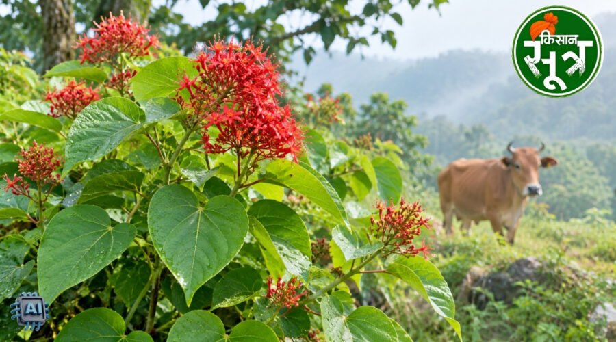 औषधीय पौधा