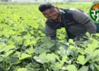 टमाटर की खेती