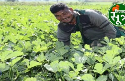 टमाटर की खेती