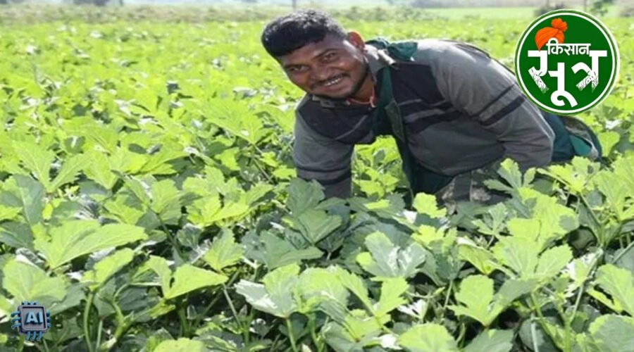 टमाटर की खेती