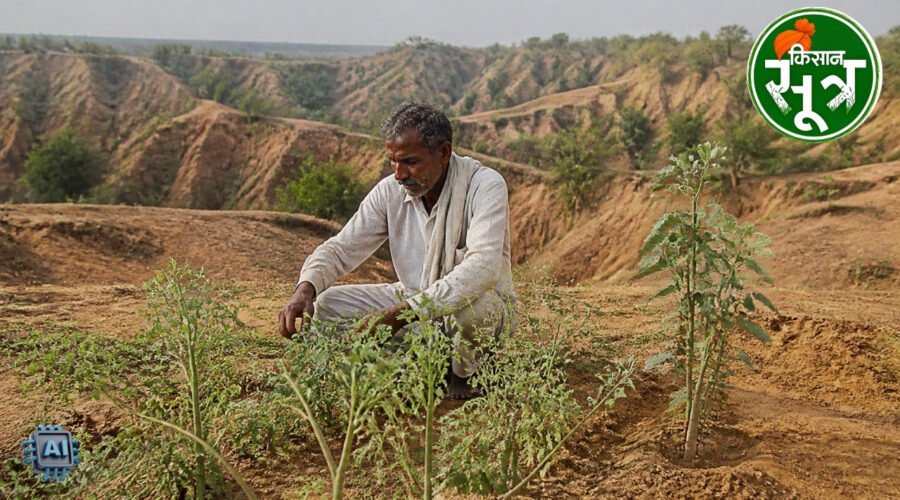 बीहड़ में खेती