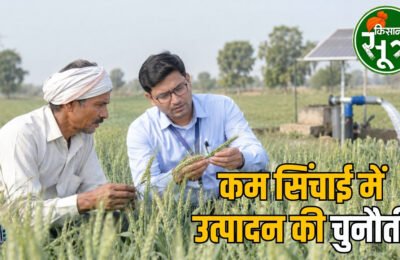 गेहूं की फसल