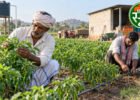 धन-धान्य कृषि योजना