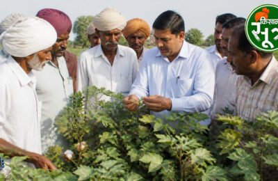 कपास